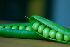 <strong>豆科植物为社么富含蛋白质？</strong>