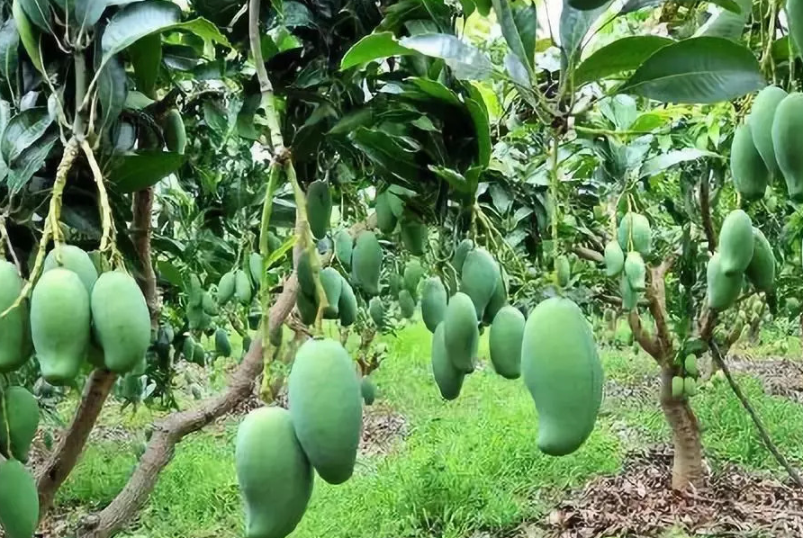 芒果树如何种植？生态特点是什么？