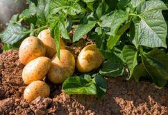 马铃薯生长的过程中会招虫害吗？