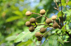 <strong>龙眼树冬季控氮增钙方法介绍</strong>
