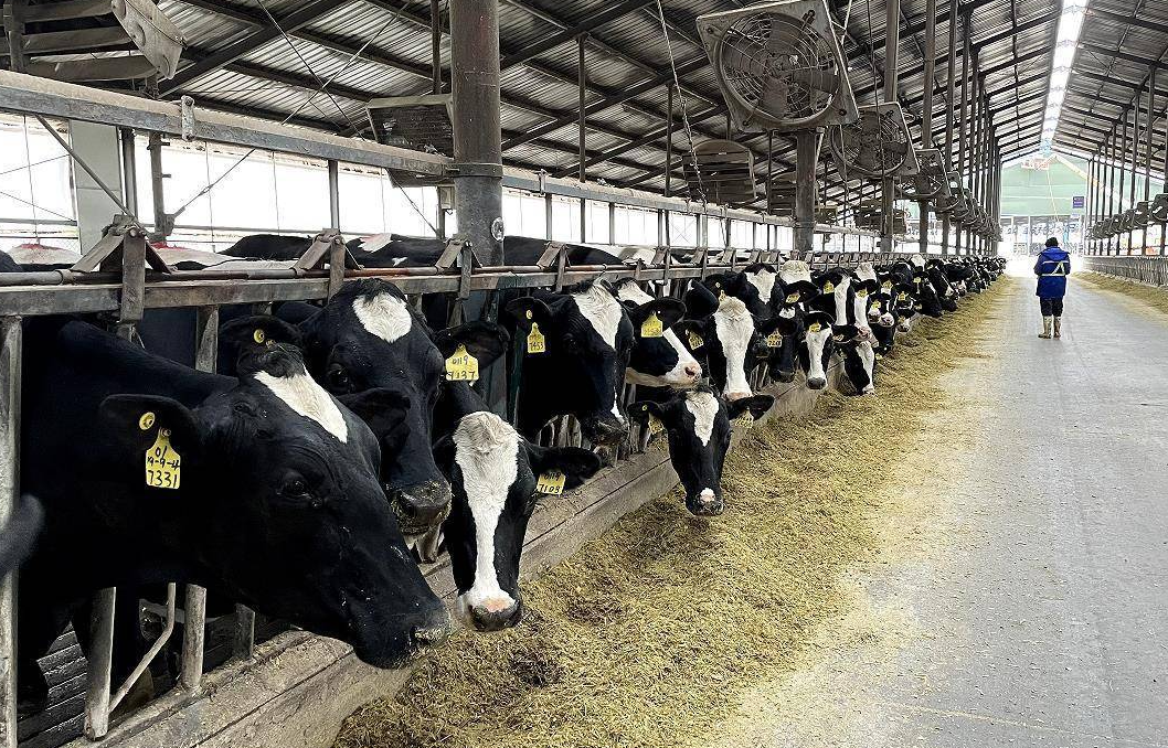 奶牛散放饲养需要什么样的设施？