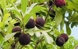 <strong> 杨梅是一种常见的水果树种，具有丰富的品种。以下是一些常见</strong>