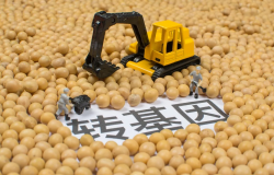 <strong>什么是转基因食品？有哪些优缺点？</strong>