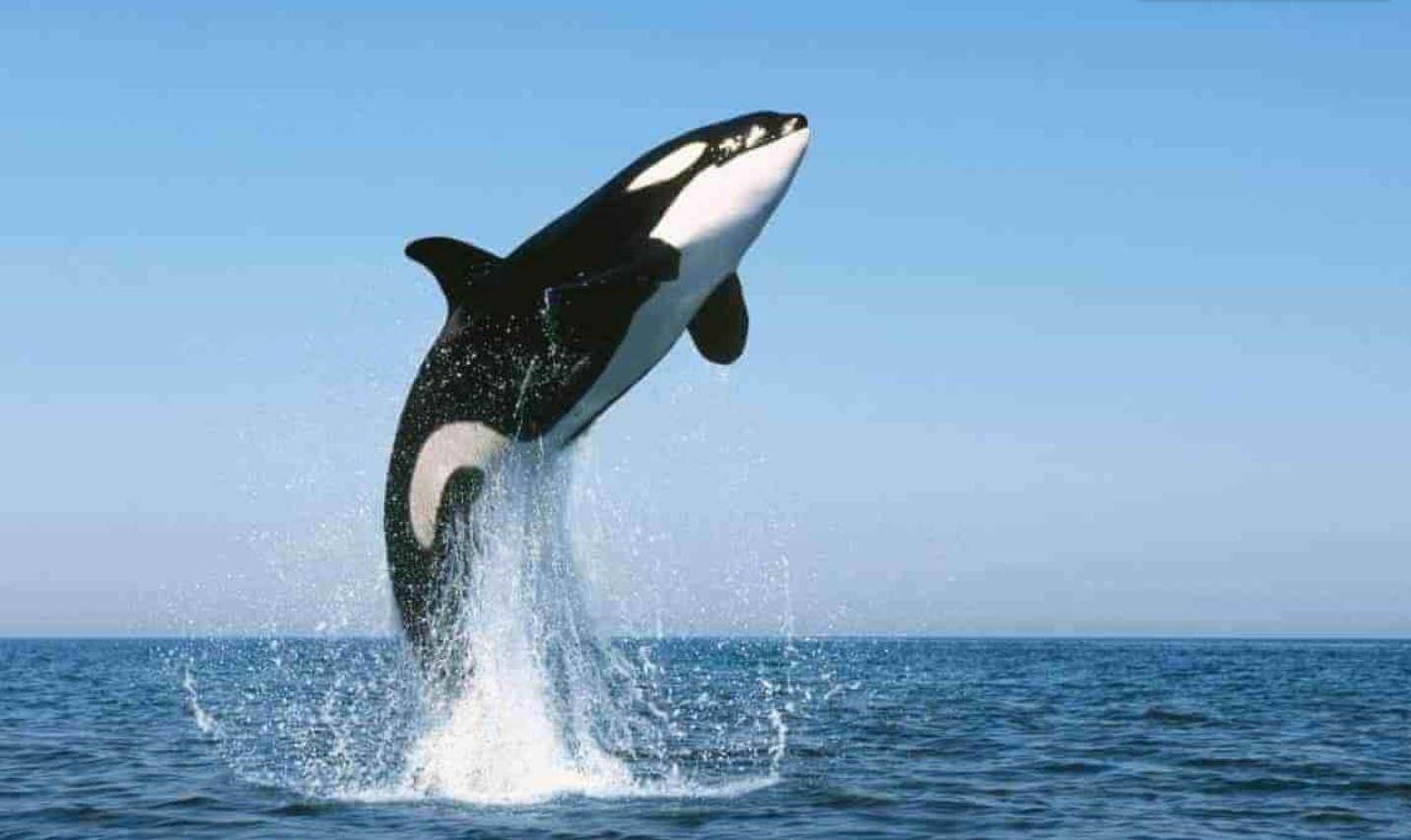 阿拉斯加北部的捕鲸人|界面新闻 · 影像