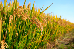 <strong>我国第一大粮食作物是什么？其种植面积和地域分布</strong>