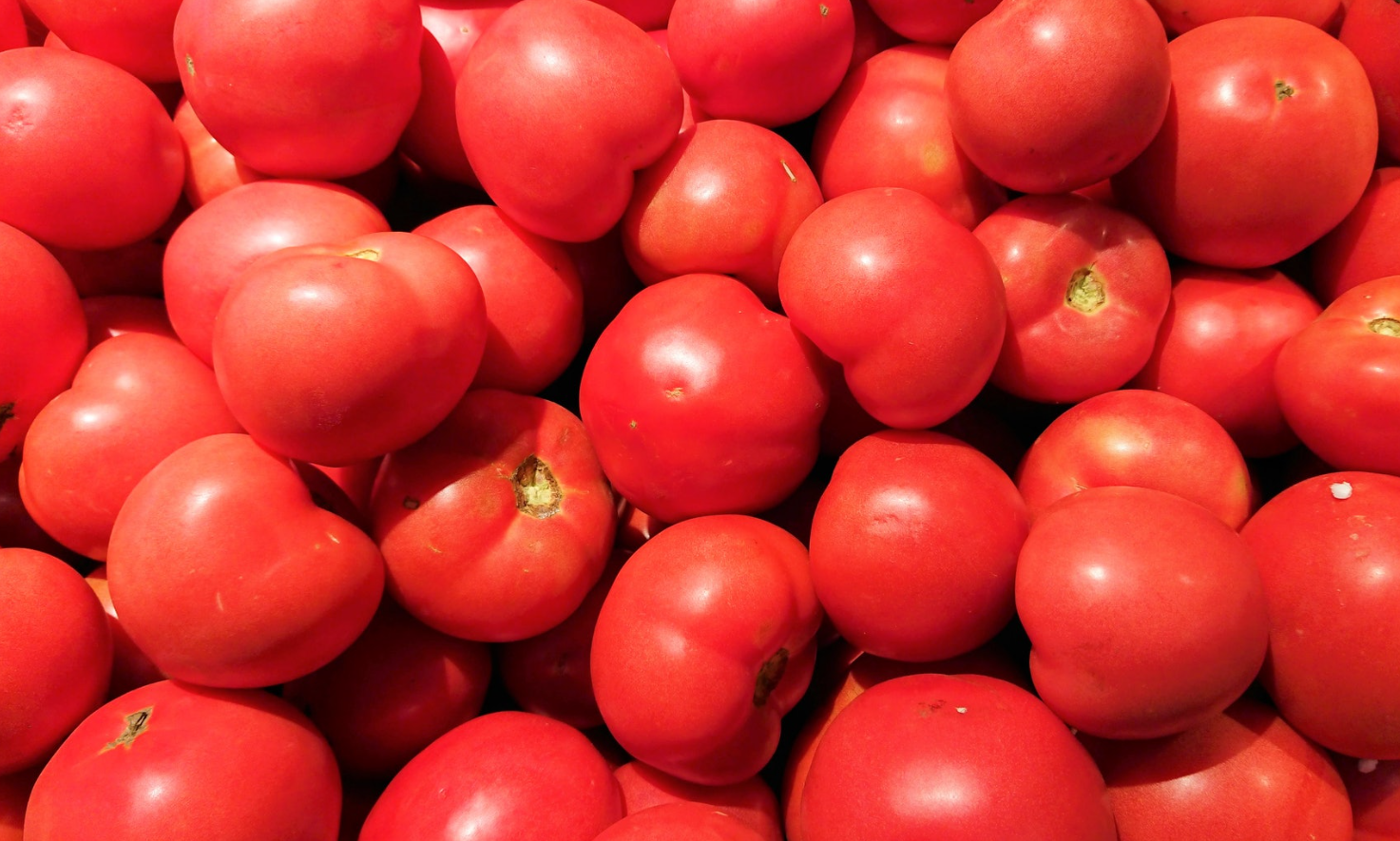 番茄常见的7种生理性病害，病因及防治方法，一文说全（附高清病害图）！ - 知乎