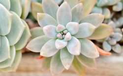 <strong>多肉植物过水了怎么救？有哪些措施？</strong>
