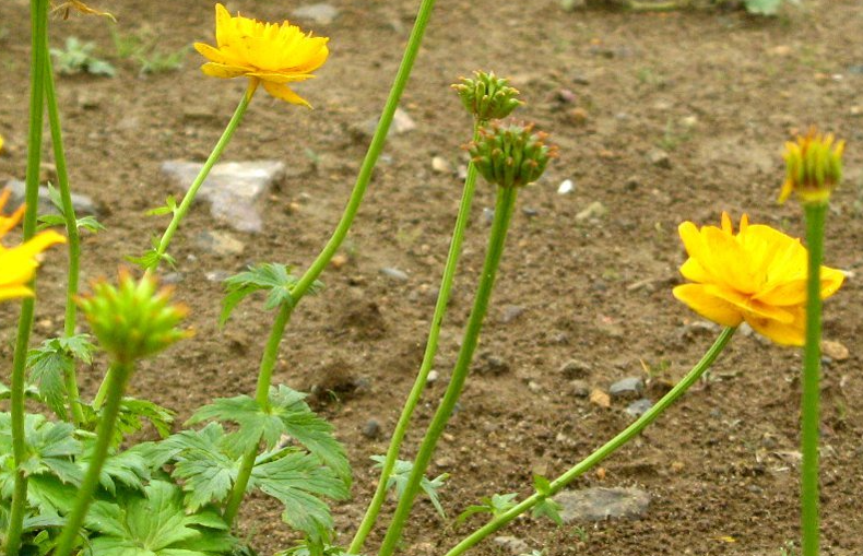短瓣金莲花喜欢生长在什么地方?人工种植有什么要求?