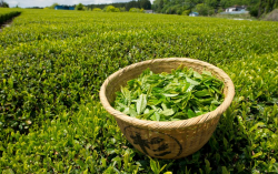 <strong>种植乌龙茶的土壤条件？有什么要求？</strong>
