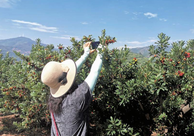 杨梅园地的选择与规划需要考虑什么方面问题？