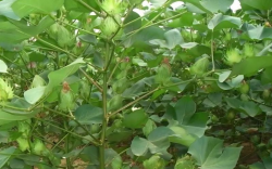 <strong>转基因棉花不同生育期的抗虫性如何？</strong>