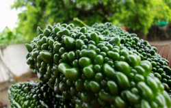 <strong>黑苦瓜种植技术分享，有哪些注意要点？</strong>