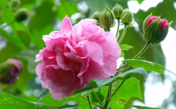 <strong>木芙蓉的花色变化过程和栽培方法介绍</strong>