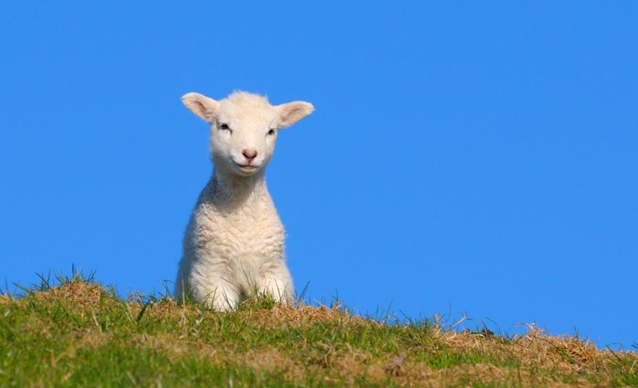 养羊抓春膘的最佳时期是什么时候？
