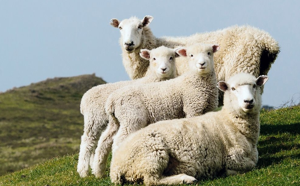 养羊抓春膘的最佳时期是什么时候？