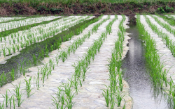 <strong>除草膜灭草的效果怎么样？对农作物药害有什么表现？</strong>