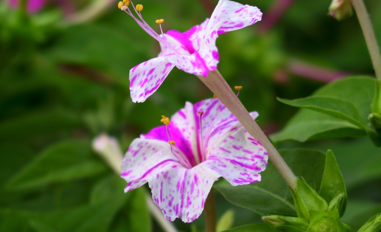 紫茉莉是茉莉花吗？有哪些生长习性？