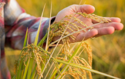 <b>水稻苗期常见病害有哪些？有哪些处理措施？</b>