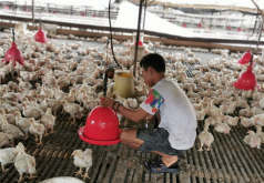 <strong>肉鸡的饮食习性是什么？如何饲养？</strong>
