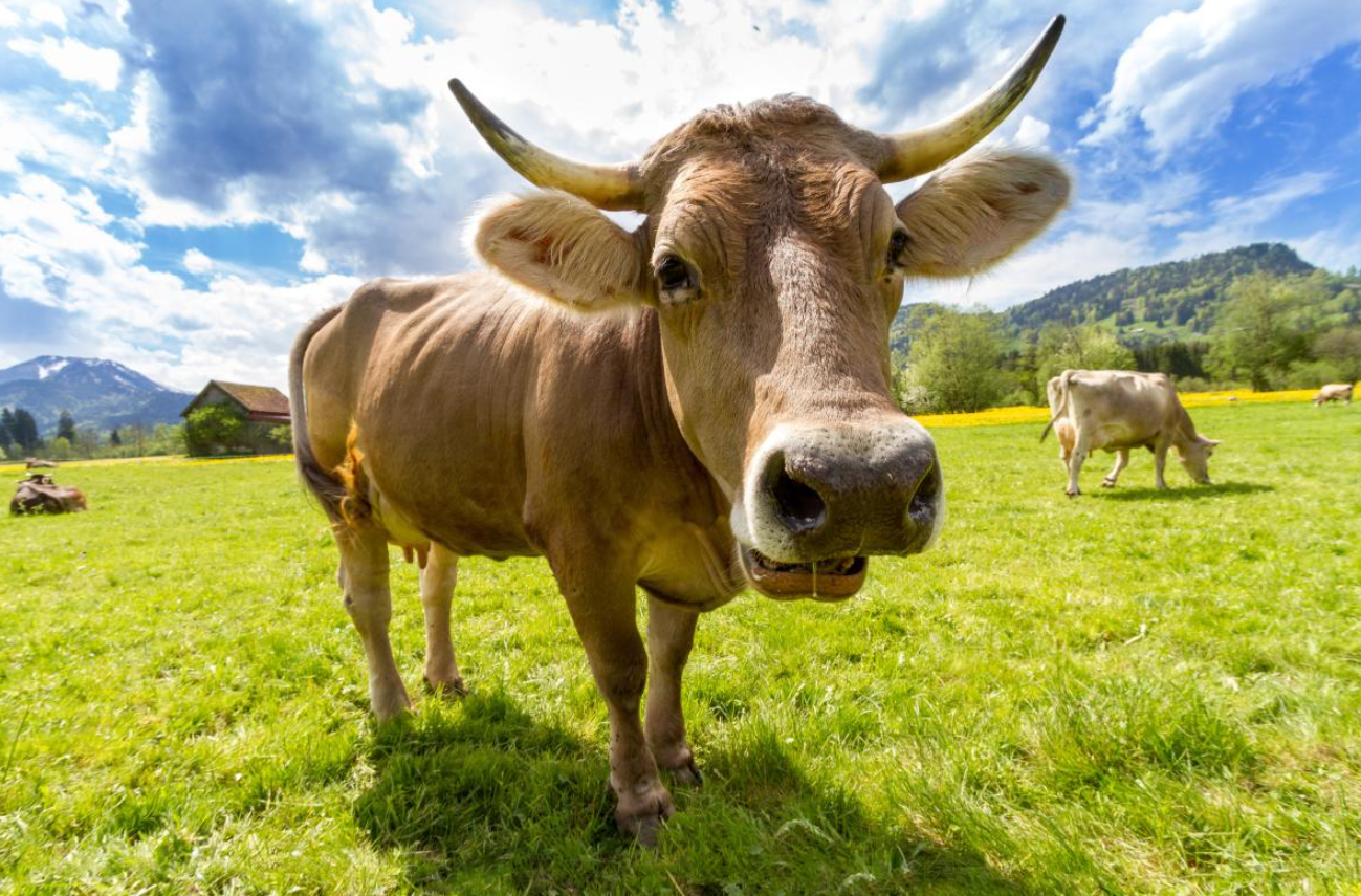 牛发烧后应该怎么护理？