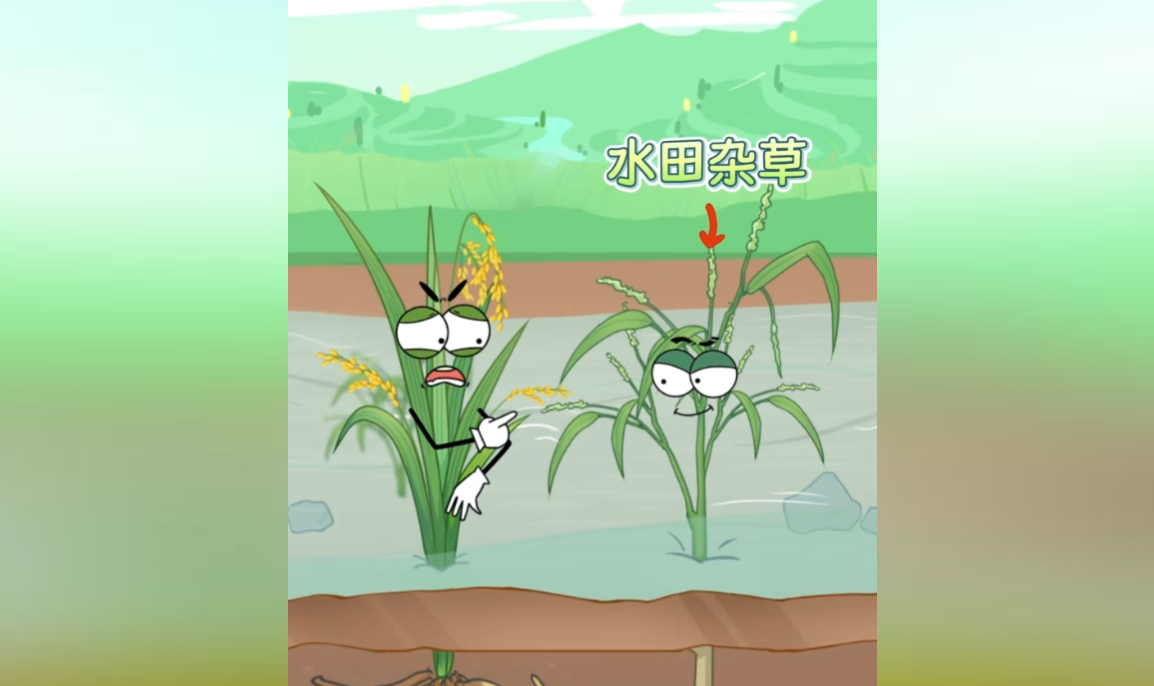 水稻和鸭子一起养殖有哪些好处?