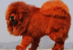 <strong>藏獒有几种类型？有什么饮食习性？</strong>