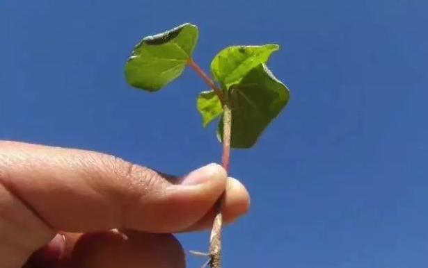 棉花一般播种土壤的深度多少才合适？太深或者太浅会有什么影响？