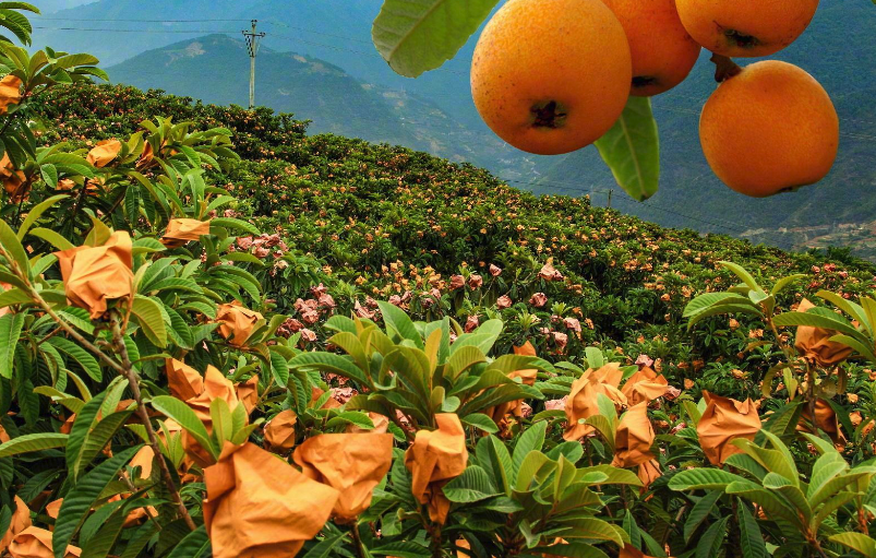 种植枇杷是在平地好还是山地好？