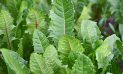 <strong>天香菊苣用途和种植条件是什么样的？</strong>