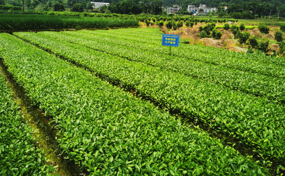 茶苗怎么解决病虫害，有哪些防治措施？  