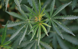 <strong>黄麻种植前景和栽培技术有哪些？</strong>