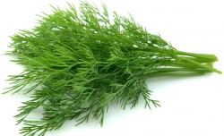 <strong>茴香种植条件和病虫害防治方法介绍</strong>