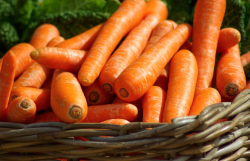 胡萝卜高温天气露地种植管理方法有哪些？