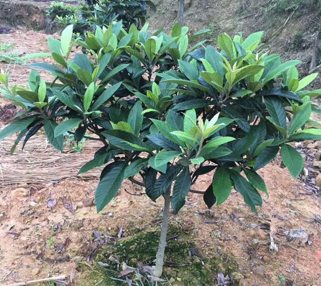 枇杷栽植期栽植需要注意什么？