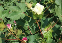 <strong>棉花的花铃期应该如何管理？需要注意哪几个要点？</strong>
