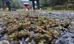 <strong>雷公菌人工种植技术分享，有哪些特点？</strong>