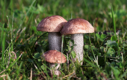 <strong>种植食用菌如何减少虫害？有哪些举措？</strong>