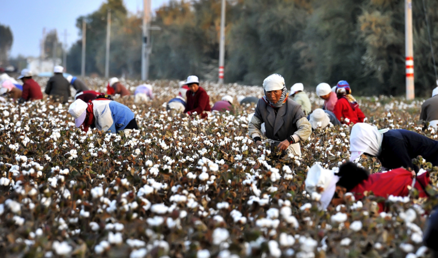 人工采摘棉花跟机械采摘有什么区别？哪个效益会更大一点？