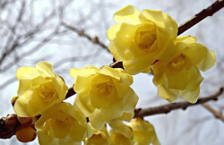 <strong>腊梅对生态环境有什么要求？是什么时候开花？</strong>