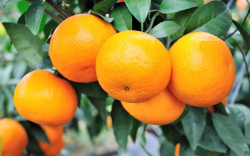 <strong>柑橘花量少喷保果方案有哪些？</strong>