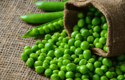 <strong>豌豆是什么科属的植物？有哪些特点？ </strong>
