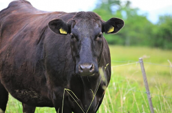 <strong>肉牛的营养需要与有机饲料分别指的是什么？</strong>