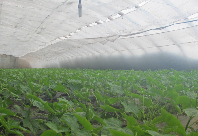 给大棚消毒的福尔马林熏蒸法如何进行的?
