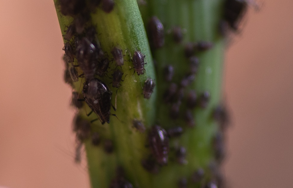 葱小瘤蚜是什么虫害？有哪些防治措施？