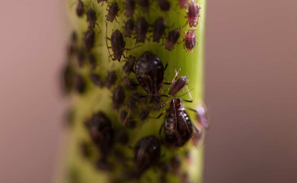 葱小瘤蚜是什么虫害？有哪些防治措施？