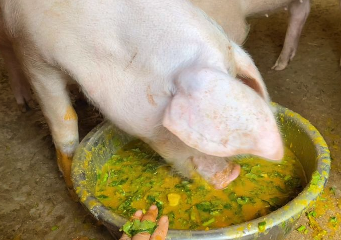 猪饲料中哪些食物可以快速增肥，没有副作用？