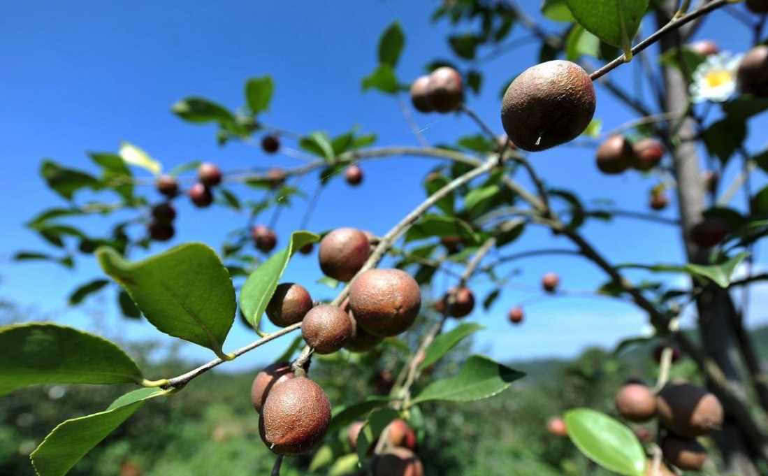 油茶种植时间和方法有哪些？