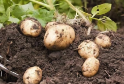 鼠害会影响土豆种植吗，种植土豆有哪些虫害?