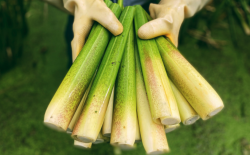 <strong>种植茭白如何选种株？有哪些选择条件？</strong>