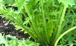 <strong>雪里红种植及管理方面有哪些注意事项</strong>